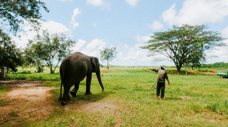 Wisata Gajah Jadi Sarana Edukasi di Tesso Nilo, Upaya Jaga Satwa Dilindungi